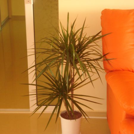 planta din living(MIHAELA)